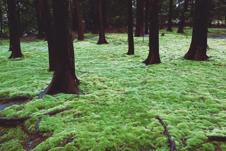 Photograph from Lindsey&rsquo;s years in Japan