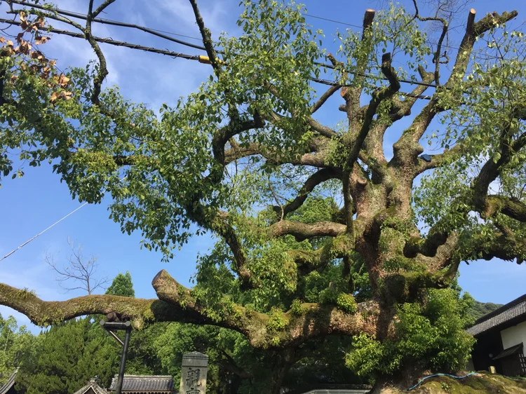 Photograph from Lindsey&rsquo;s years in Japan