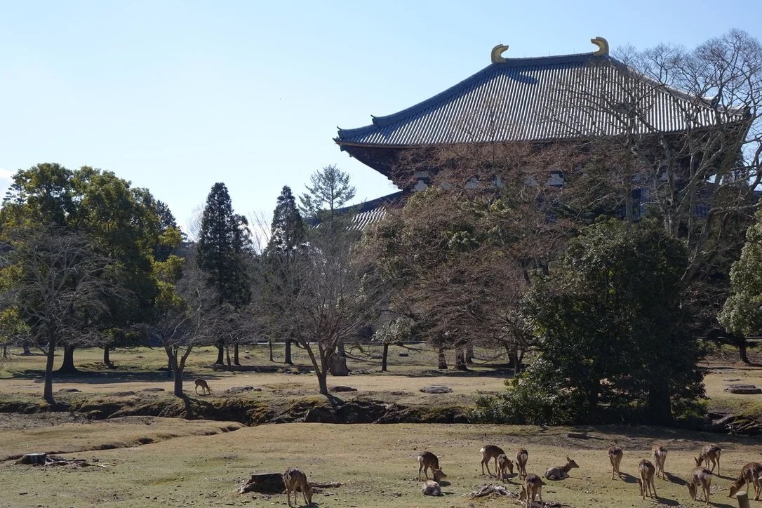 Nara Park and deer, Tōdaiji beyond.