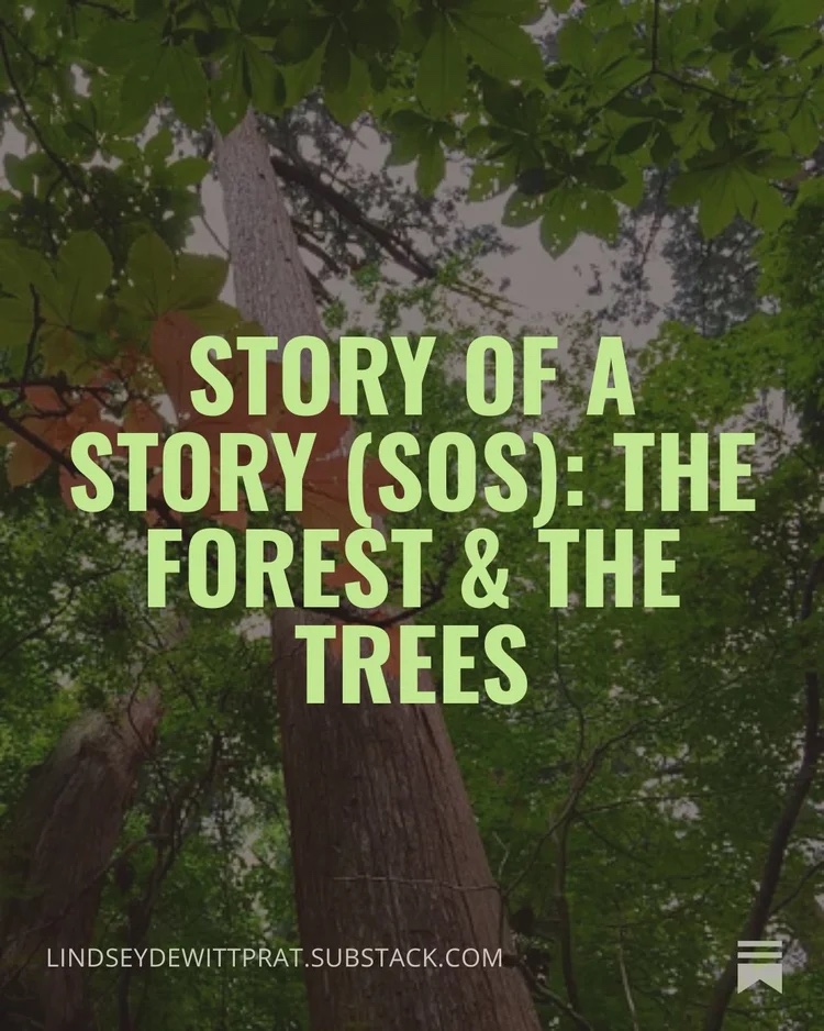 Substack post card: the title in green capital letters over a photograph looking up the trunks of tall cedars into the forest canopy.
