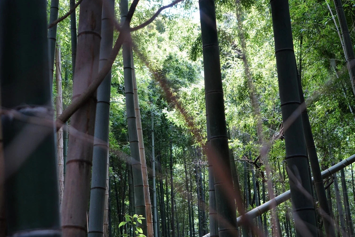 Bamboo grove with sunlight filtering through the leaves.
